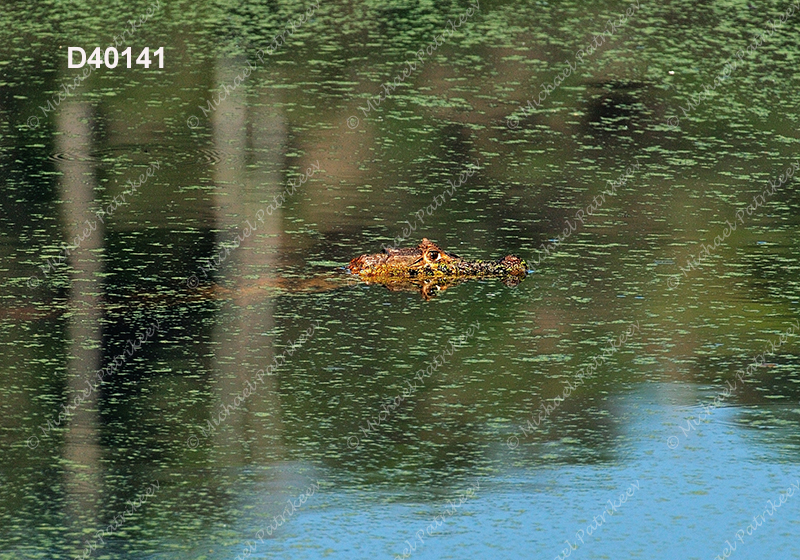 Broad-snouted Caiman (Caiman latirostris)
